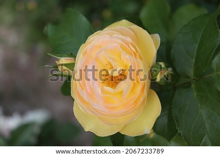 Yellow color Modern Shrub Rose Chateau de Cheverny flowers in a garden in June 2021. Idea for postcards, greetings, invitations, posters, wedding and Birthday decoration, background 