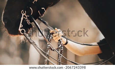 A horse breeder in a black T-shirt holds a black strong horse with a bridle on its muzzle for a lead rope. Equestrian sports. Horse riding. Royalty-Free Stock Photo #2067243398