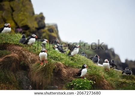 A group of Atlantic puffins on Latrabjarg cliff, Iceland