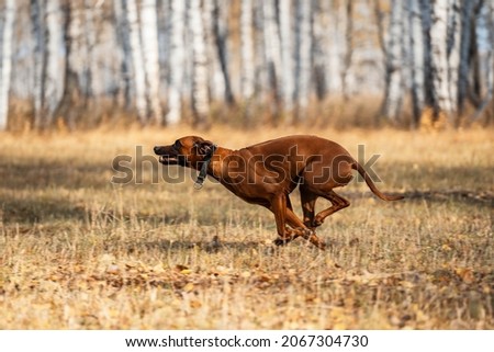 A graceful portrait of a dog in motion. A hunting dog drives game. Beautiful portrait of a Rhodesian Ridgeback