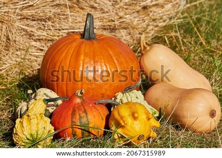 Still-life. Colorful pumpkins on the grass. Orange, yellow, green. Against the background of hay.