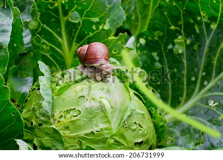 Garden snail (Helix aspersa) is sitting on cabbage in the gardenn, leaves with holes, eaten by pests  Royalty-Free Stock Photo #206731999