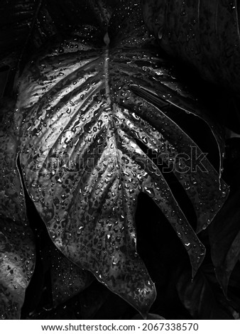 black and white image of monstera leaf