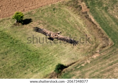 An aerial shot of an eagle flying on top of a field