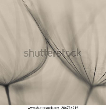 Abstract dandelion flower background, extreme closeup. Big dandelion. Art photography 