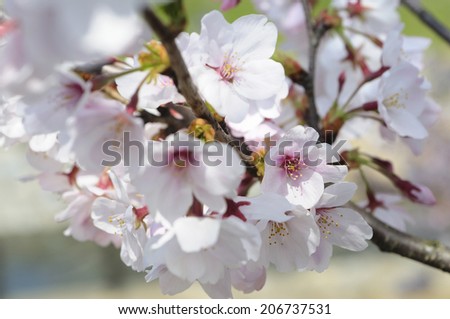 An Image of Cherry Blossoms