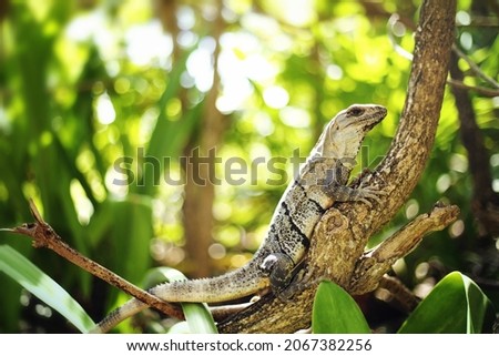 Beautiful Iguana with natural background. Close up view of a cute  Lizard on the wild.