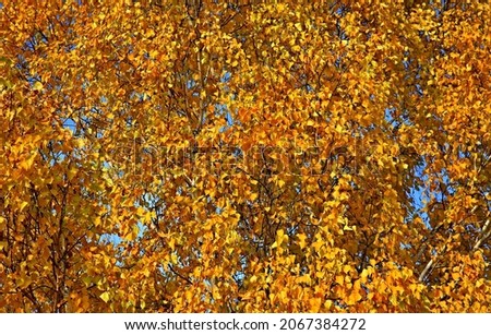 background autumn yellow leaves on trees texture