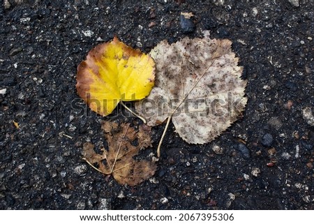 Three autumnal Linden tree last leaves on dark asphalt street road 