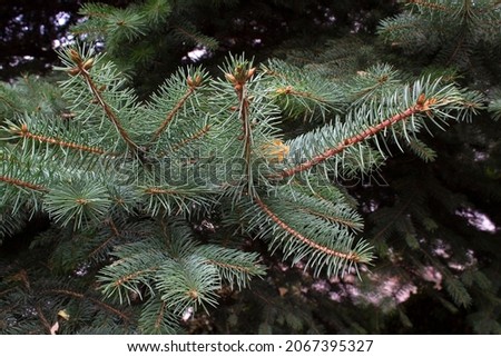 Close up blue spruce evergreen tree branche 