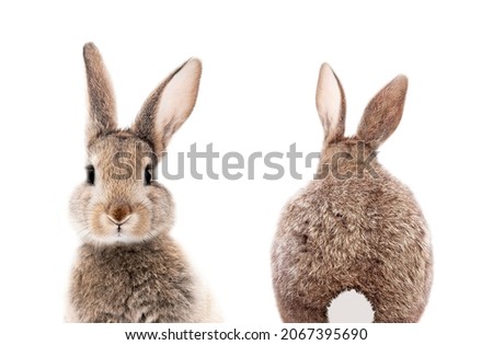 gray bunny or rabbit front and back for digital printing wallpaper, custom design  Royalty-Free Stock Photo #2067395690