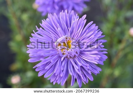 Chinese aster multicolored flowers macro photo