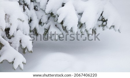 Nature Winter Christmas Frame. Lower snow-covered branches of spruce hanging over snowdrift. Wintertime. Beautiful natural template Web banner