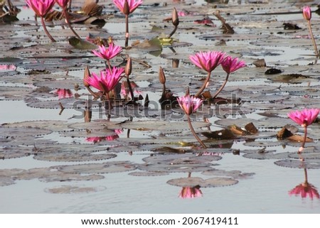 Pink lotus in many ponds.
