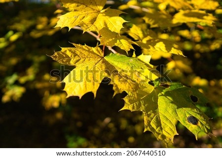 Foliage colorful autumn in the sunshine 