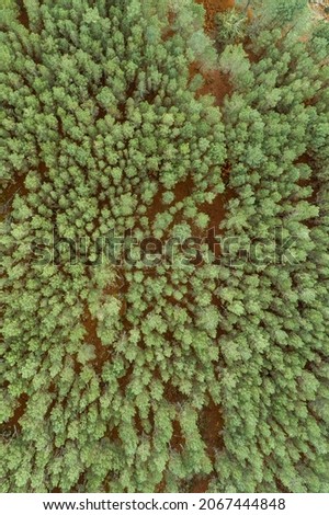 Aerial top view of summer green trees in forest in rural Spain.