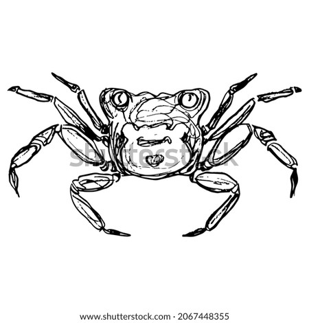 Crab Geosesarma Tiomanicum. Vampire crab. Hand drawn linear doodle rough sketch. Black silhouette on white background.