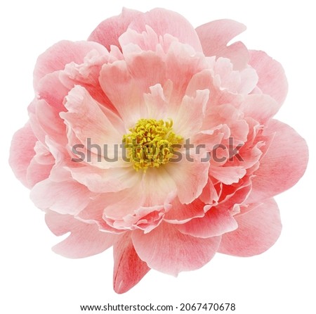Light red  peony  flower  on white isolated background with clipping path. Closeup. For design. Nature. 