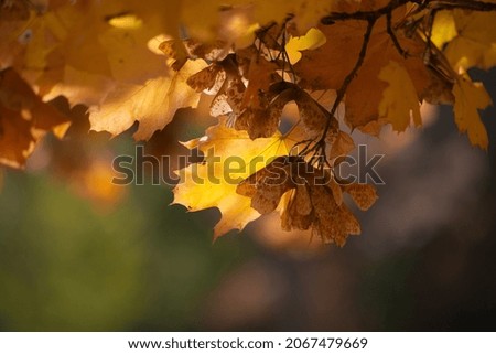 Autumn is golden in the forest. Backlit evening light. Autumn textural background.
