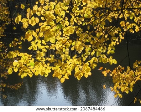 macro photo with a decorative background of golden leaves autumn period on tree branches for design as a source for prints, posters, decor, interiors, advertising, decoration