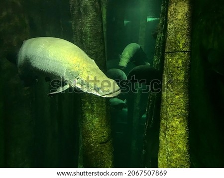 tropical fish swimming in an aquarium