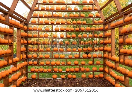 Various Pumpkins and Gourds on Farm in Fall
