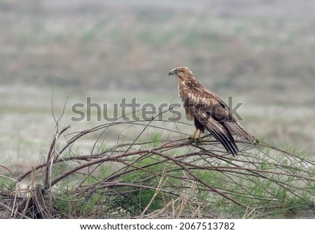 long-legged buzzard stock photo.long-legged buzzard is a bird of prey found widely in several parts of Eurasia and in North Africa.
