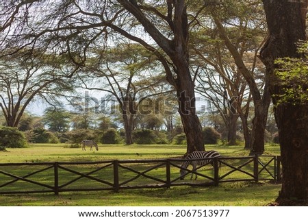Zebras eating grass under the trees behind the fence in savannah. Nakuru, Kenya