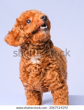 a portrait photo of brown male adult poodle pet photography on white background