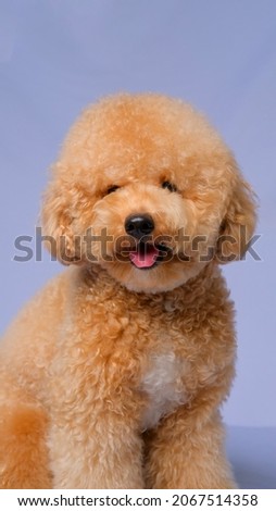 a portrait photo of beige fur female adult poodle pet photography on white background