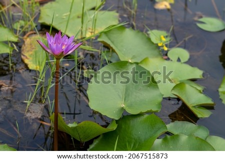 Nymphaea nuchal, blue Shapla Flower in The Water