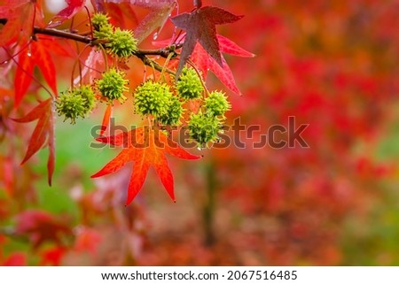 Bright red leaves and green fruits, vivid autumn season. American sweetgum, Liquidambar styraciflua tree. Colorful autumn background in park with maple red foliage with rain drops. 