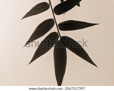 Few bamboo leaves in bunch with white background in black and white picture. Bamboo. Cultivation. Leaf. Leaves. 
