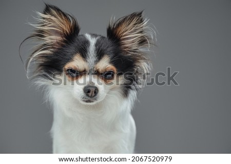 Angry canine pet pomeranian chihuahua breed with fluffy fur