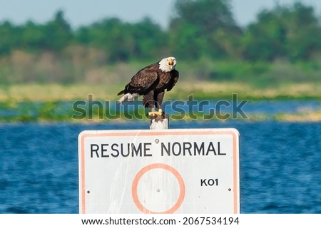 A bald eagle perched on a warning sign near a lake