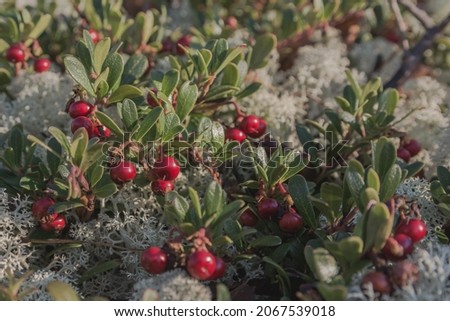 The northern berries of lingonberries among plants, moss and lichen polar tundra Siberia. Natural still life of beautiful northern flora. Autumn the theme of nature