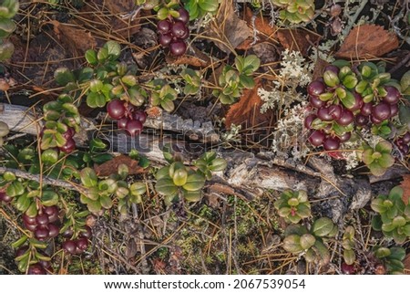 The northern berries of lingonberries among plants, moss and lichen polar tundra Siberia. Natural still life of beautiful northern flora. Autumn the theme of nature
