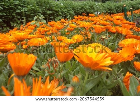pot marigold calendula officinalis flower
