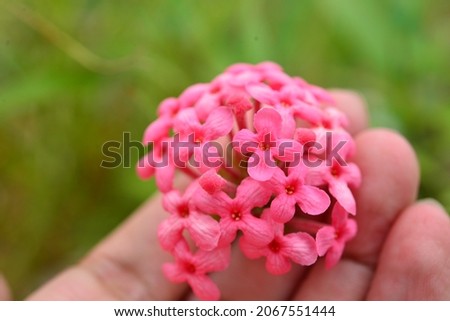 Beautiful pink Arachnothryx Leucophylla flower blossoming in the hand

