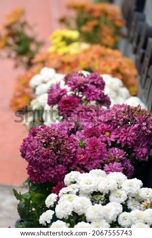 beautiful blooming chrysanthemum with red and white petals