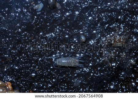 close up of water slater (also known as water louse, aquatic sow bug or water hog louse)living on underside of rock in river bed