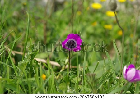 Macro Close-up flower photo background