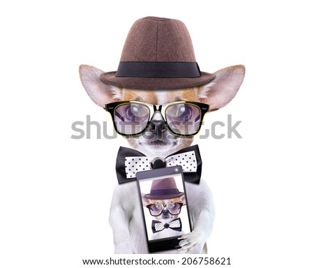 Smart beautiful dog chihuahua photographed themselves on the phone. Funny animals. Fashionable dog dressed in beautiful clothes