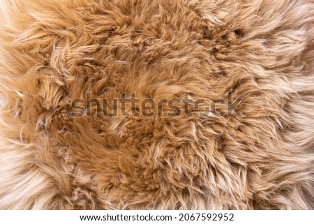 Fur texture top view. Brown fur background. Fur pattern. Texture of brown shaggy fur. Wool texture. Flaffy sheepskin close up
 Royalty-Free Stock Photo #2067592952