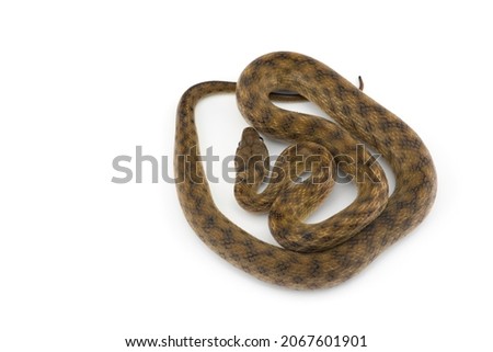 Malagasy Cat-eyed Snakes isolated on white background