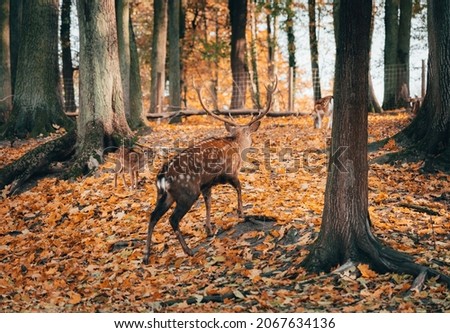 Herd of deers in autumn forest