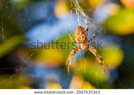 Close up macro shot of a garden spider sitting in a spider web