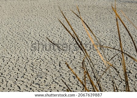 
Pale dry soil, land with dry and cracked ground. desert, heating background. Reeds
