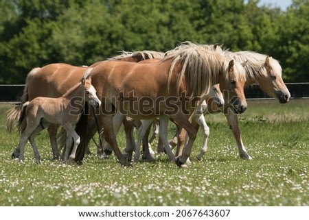 Haflinger Foals and Mares on meadow Royalty-Free Stock Photo #2067643607