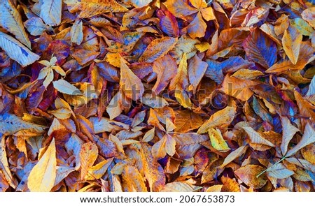 Autumn leaves of mainly chestnut trees on the ground. The colors are saturated. Meant as background.                              